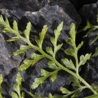 Fieder Oberseite Keilblättriger Streifenfarn - Asplenium cuneifolium