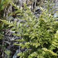 Keilblättriger Streifenfarn - Asplenium cuneifolium