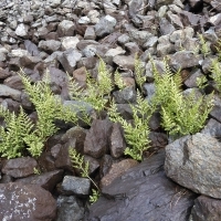Lebensraum Keilblättriger Streifenfarn - Asplenium cuneifolium