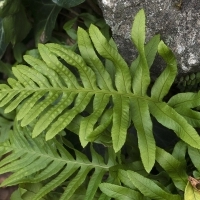 Wedel Gallischer Tüpfelfarn - Polypodium cambricum